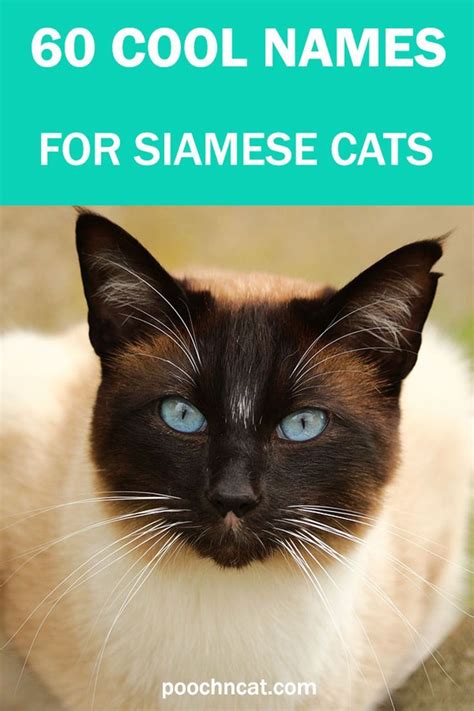 blue eyed cat names|unique siamese cat names.